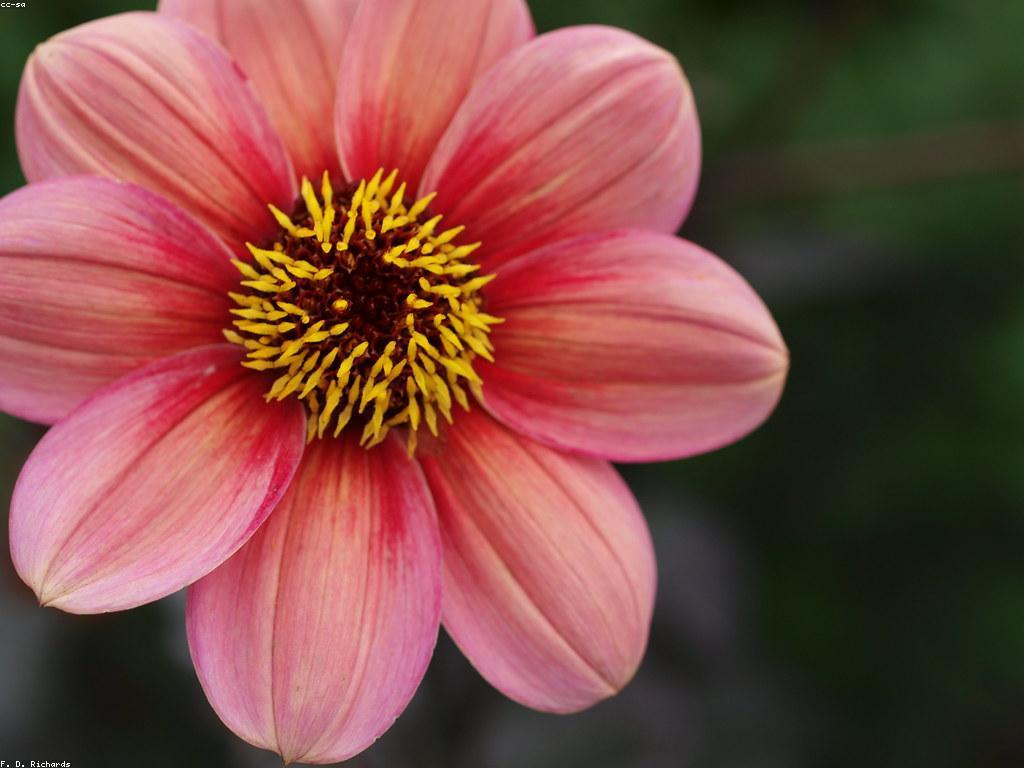 ប្រភេទនៃប្រវត្តិរង្វាន់