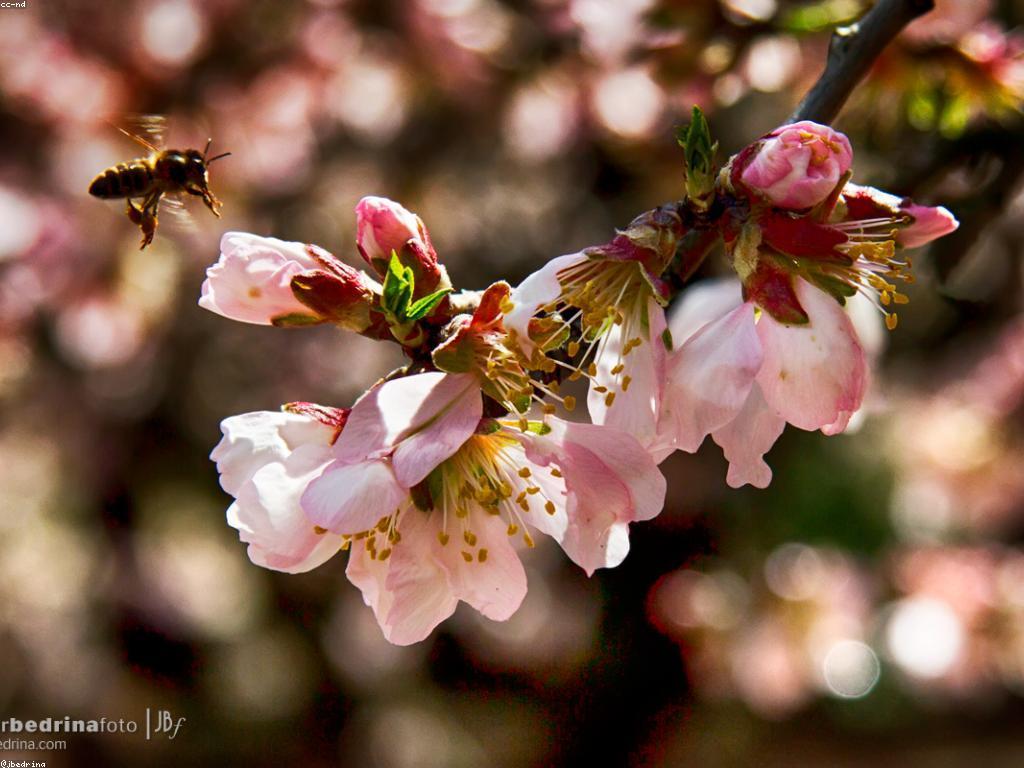 យុទ្ធសាស្ត្រដើម្បីបង្កើនរង្វាន់